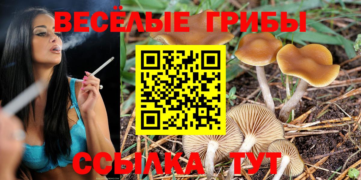 Галлюциногенные грибы Psilocybe Сафоново